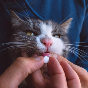 8 telltale signs that it’s time to take a cat to a vet